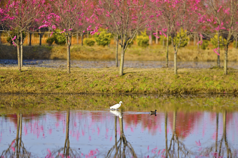 【原創】南陽鎮平：鳥樂園 遊人樂_fororder_水中覓食 攝影 張峰