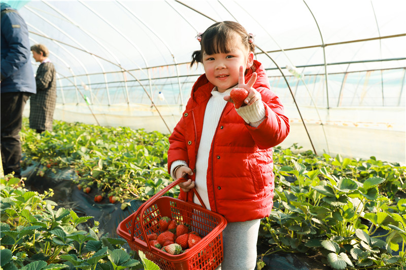 信陽市商城縣：採摘園人氣旺_fororder_摘草莓的小姑娘.JPG