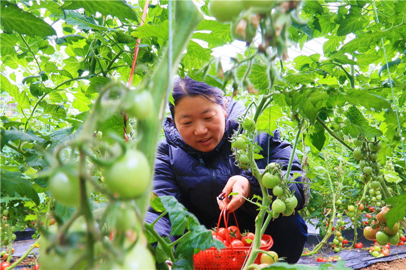 南陽市內鄉縣：科技菜 保供應_fororder_員工在採摘小番茄.JPG