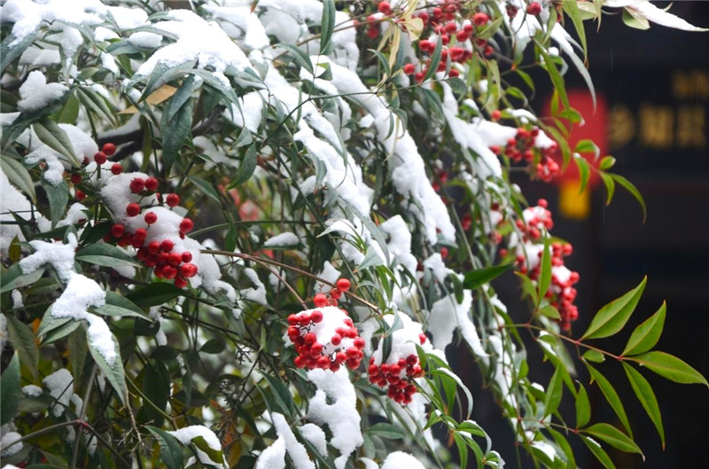 南陽內鄉：雪落古衙宜觀景_fororder_雪中紅果南天竹 攝影 劉會