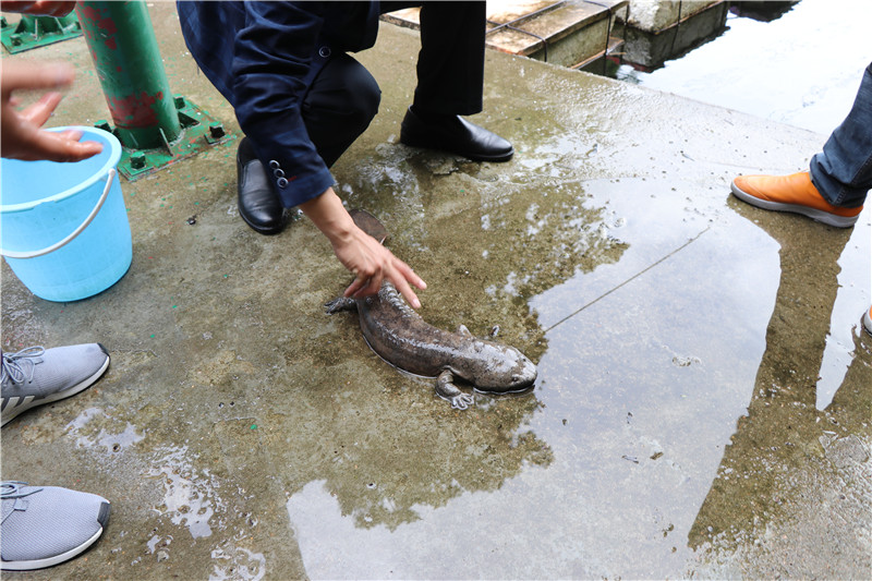 信陽市商城縣：維護生物多樣性 築牢野生動植物保護屏障_fororder_放生救助的大鯢