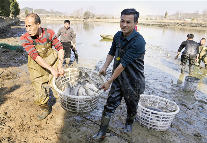 信陽新縣：年魚開捕 年味漸濃_fororder_一大筐魚被抬上岸（焦漢平 攝）