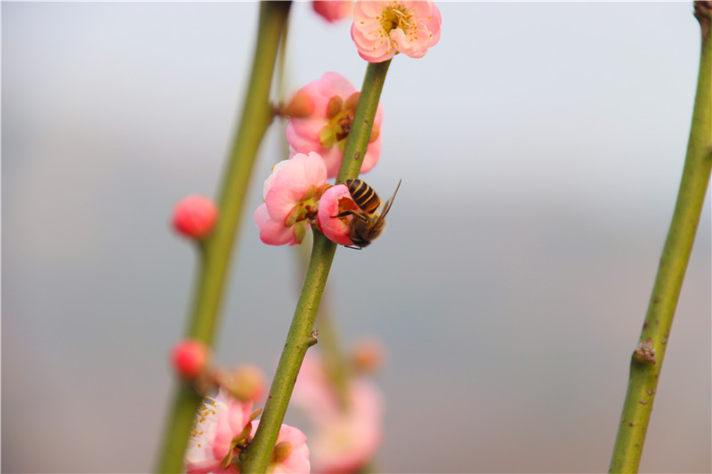 河南南陽：梅開迎春_fororder_花開蜂自來.JPG