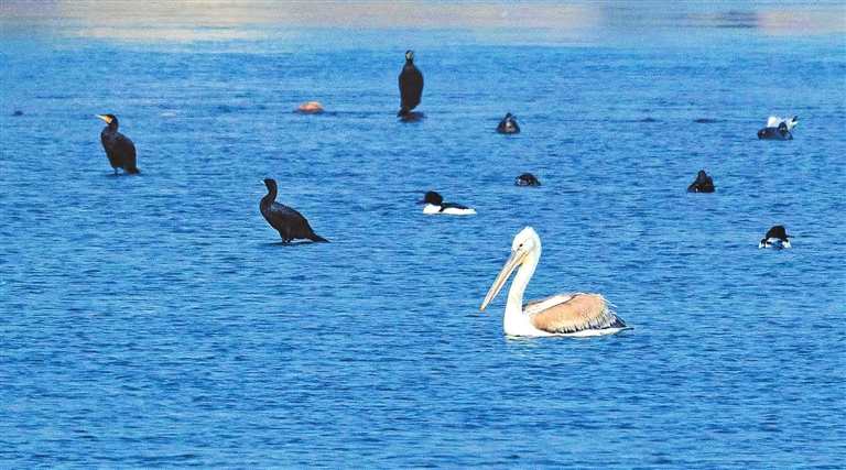 珍稀鳥類卷羽鵜鶘再次現身