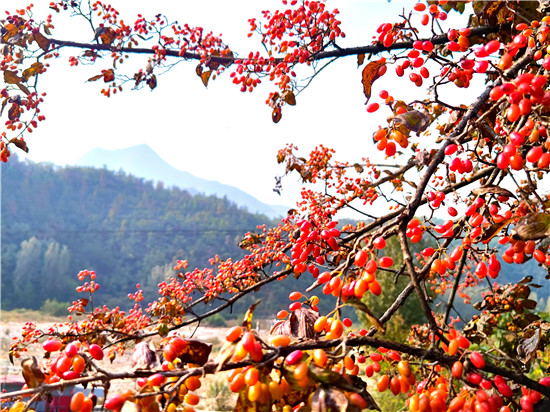 南陽市西峽縣：道地中藥 致富良方_fororder_西峽縣山茱萸漫山遍野 攝影 曹波