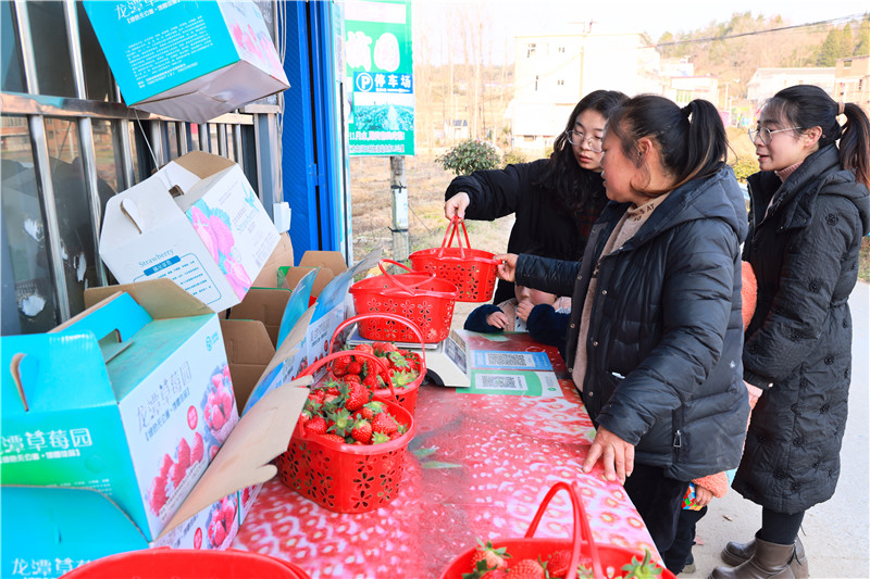 信陽市商城縣：採摘園人氣旺_fororder_遊客收穫滿滿