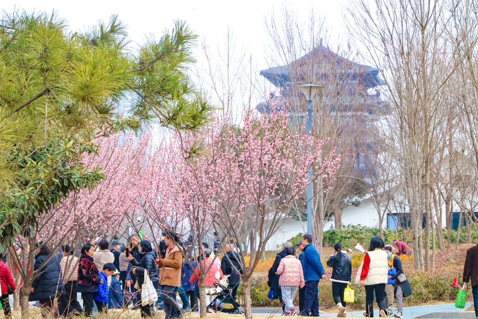 鄭州：千金梅嶺 “繁花”開