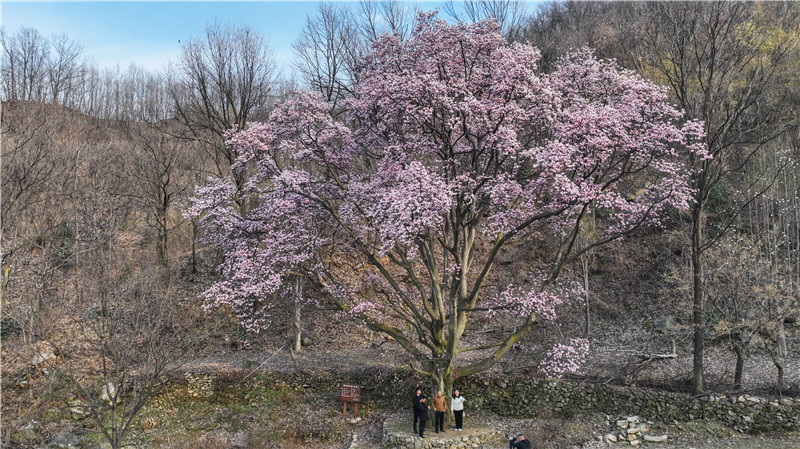 【春日裏的河南】平頂山市魯山縣：千年辛夷花盛開 如詩如畫春意濃_fororder_mmexport1710379226135