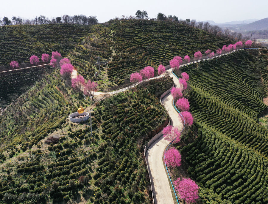 信陽商城：茶園春色濃_fororder_俯瞰茶山美景  李新春攝