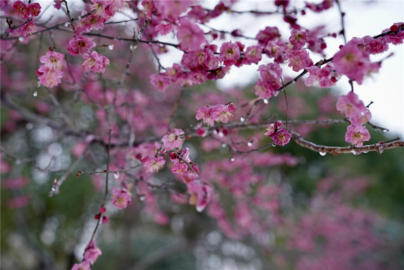 信陽羅山：梅花綻放喜迎春_fororder_圖片1