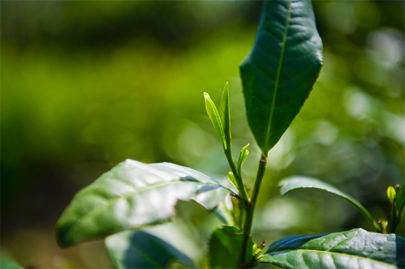 【原創】南陽市內鄉縣：春日採茶忙_fororder_嫩芽 攝影 張峰