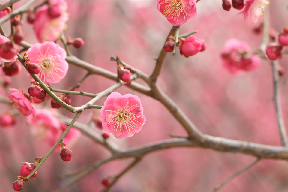 鄭州：千金梅嶺 “繁花”開