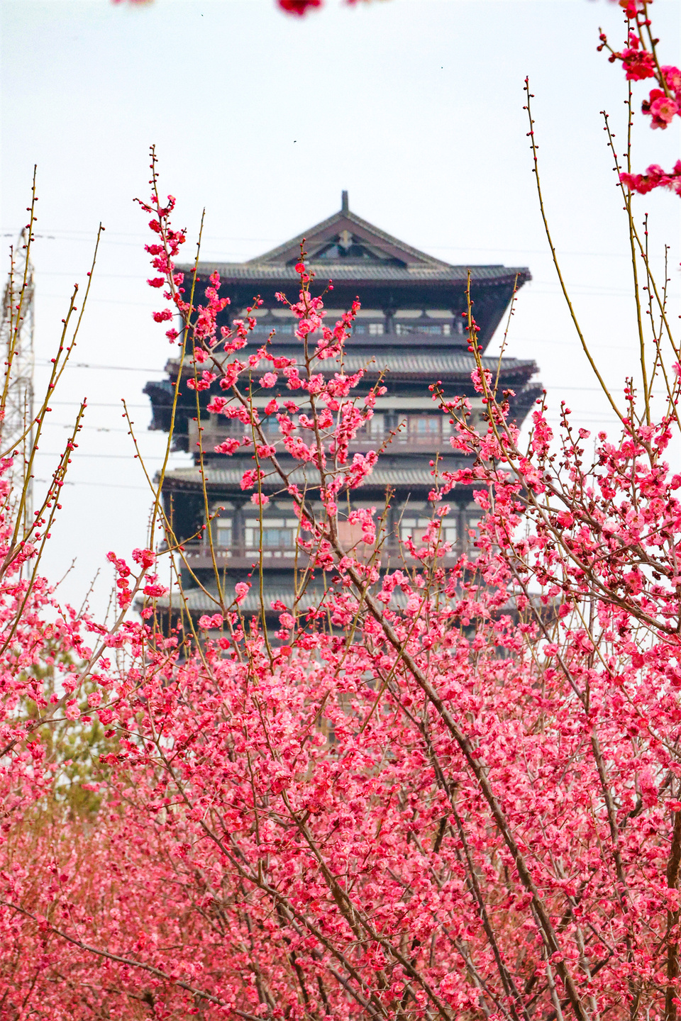 鄭州：千金梅嶺 “繁花”開