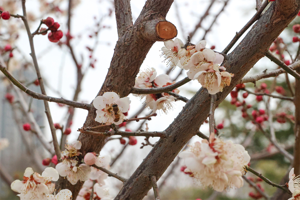 鄭州：千金梅嶺 “繁花”開