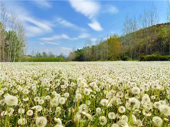 南陽市內鄉縣：蒲公英放飛致富夢_fororder_蒲公英種植基地 攝影 趙花周