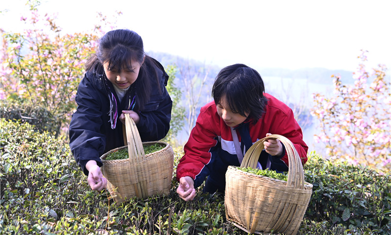 信陽新縣：山水紅城茶韻香_fororder_學子體驗採茶  焦漢平 攝