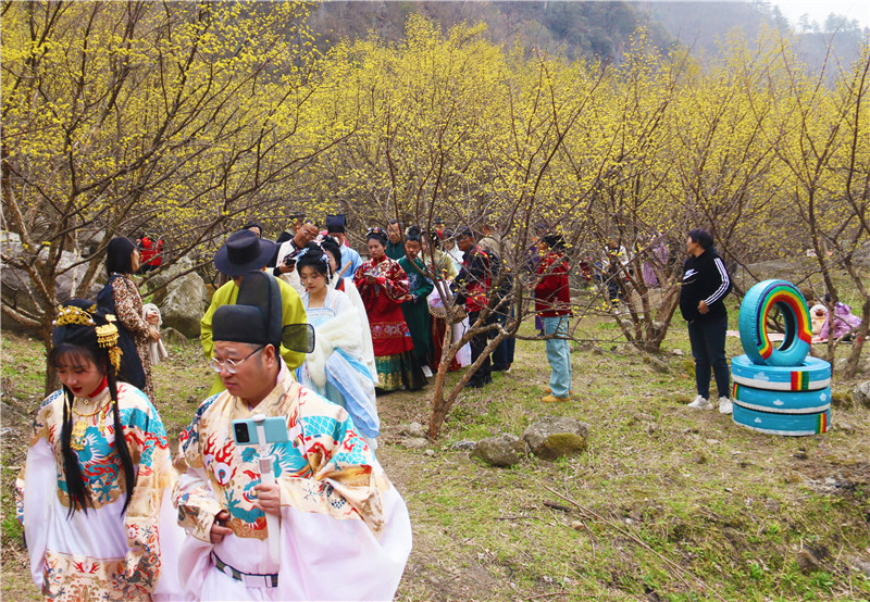 【春日裏的河南】南陽西峽：萬畝花海待君賞_fororder_遊客在山茱萸花叢中游玩 攝影 王小軍.JPG