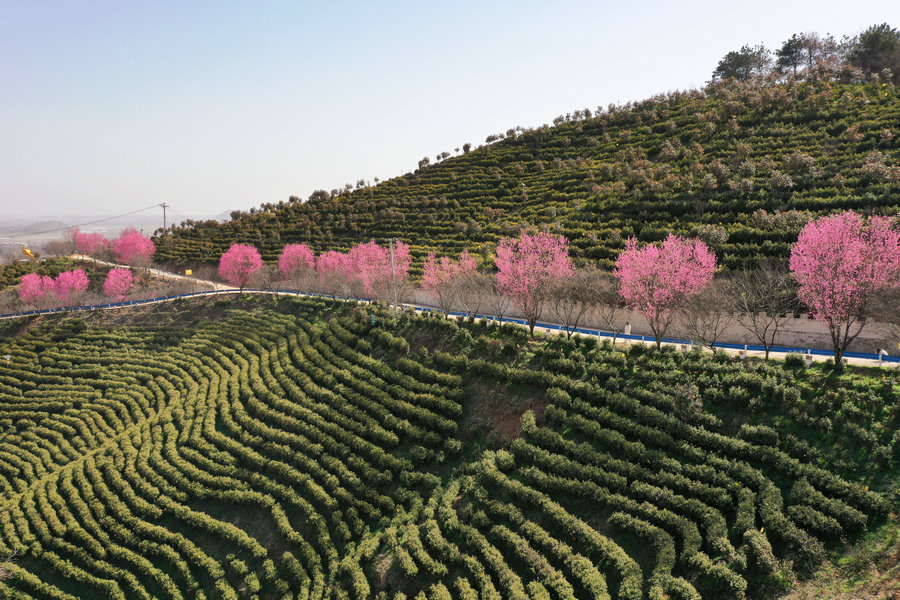 信陽商城：茶園春色濃_fororder_粉帶繞茶園 李新春攝