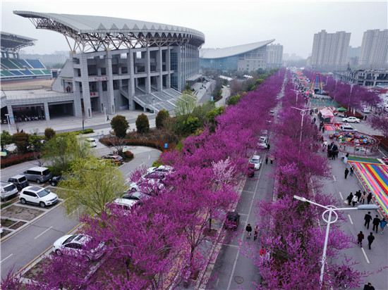 醉美花海品紫荊 平頂山汝州市第四屆紫荊花旅遊文化節開幕_fororder_花的街道