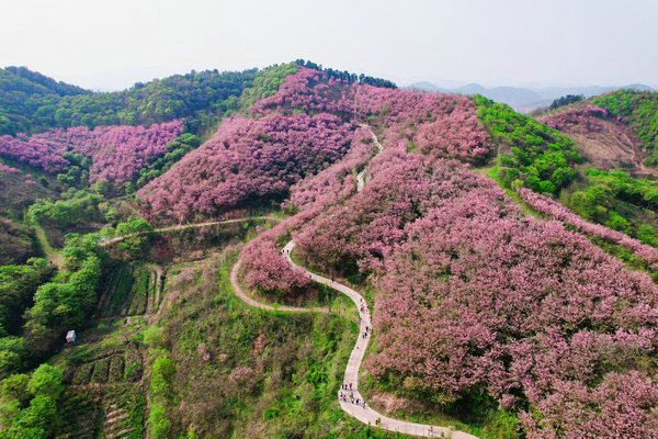 【原創】信陽市商城縣：春季思鄉谷綻放“花經濟”_fororder_微信圖片_20240401155738