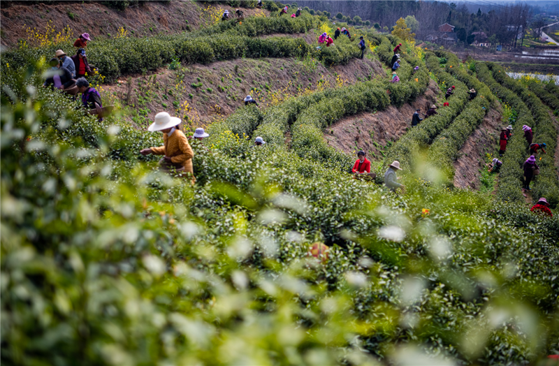 信陽市光山縣：春茶吐綠好風景_fororder_採茶