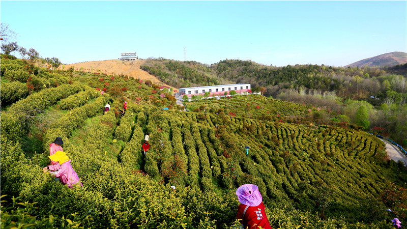 信陽市商城縣：黃金茶園採茶忙_fororder_茶農們忙碌的身影穿梭在茶園中 王先軍 攝