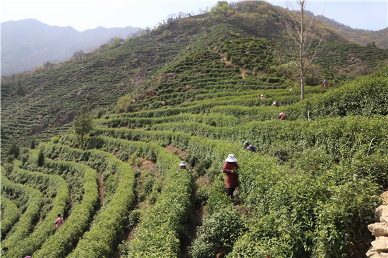 信陽市商城縣：高山茶全面開採上市_fororder_茶農正在東奇山茶葉專業合作社的茶園裏採茶 洪蘭 攝.JPG