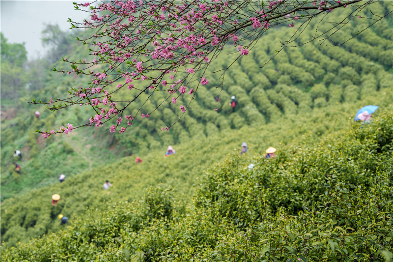 信陽市商城縣：黃金茶園採茶忙_fororder_春日的茶山呈現出一派欣欣向榮的景象 張玉雪 攝