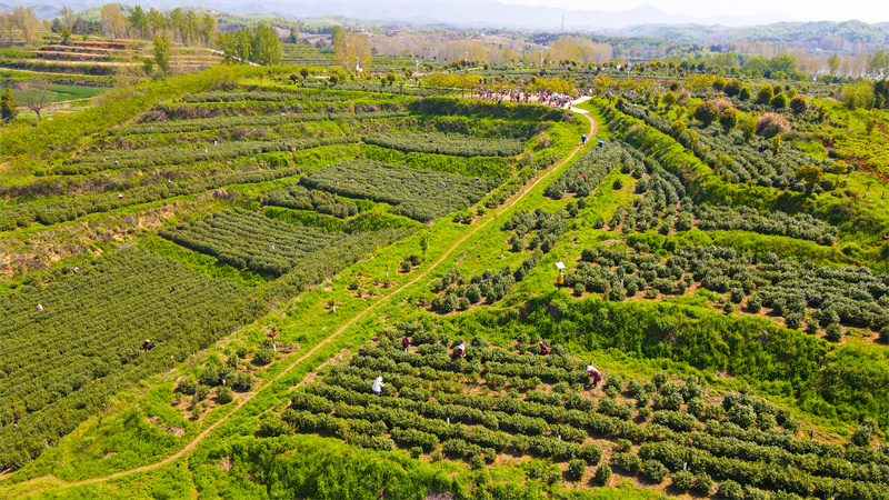 【原創】南陽市內鄉縣：春日採茶忙_fororder_空中俯瞰茶場 攝影 張峰