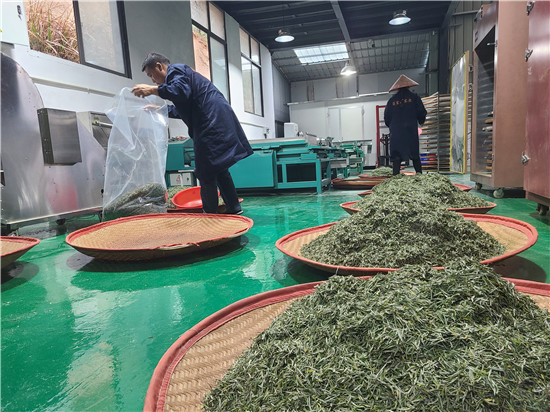 信陽市商城縣：高山茶全面開採上市_fororder_已製作好的茶葉   王成 攝