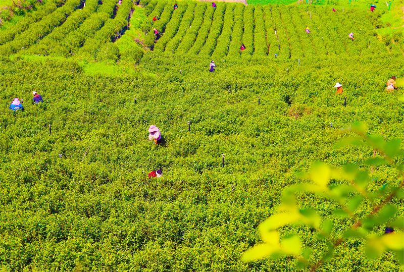 【原創】南陽市內鄉縣：春日採茶忙_fororder_茶農採摘茶葉 攝影 王小軍.JPG