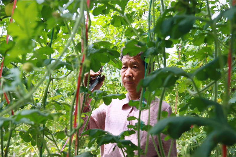 南陽市新野縣：瓜果飄香採摘忙_fororder_村民在進行授粉作業 攝影 王小軍.JPG