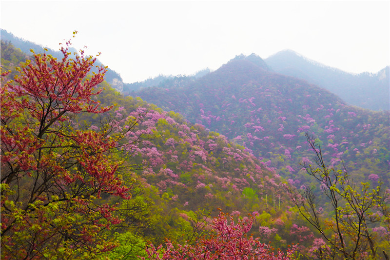 南陽市西峽縣：18萬畝野生紫荊花迎來盛放期_fororder_紫荊花海 攝影 王小軍.JPG