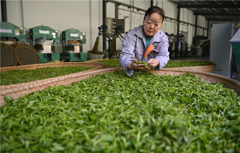 信陽新縣：山水紅城茶韻香_fororder_新鮮採摘的茶葉（焦漢平 攝） - 復件(1)