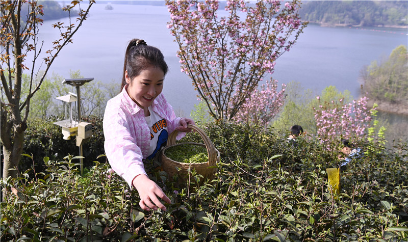 信陽新縣：山水紅城茶韻香_fororder_遊客採摘茶葉 （焦漢平 攝）