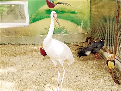 【旅遊資訊-文字列表】鄭州動物園新引進6隻白鶴 長頸鹿、赤猴喜添新丁