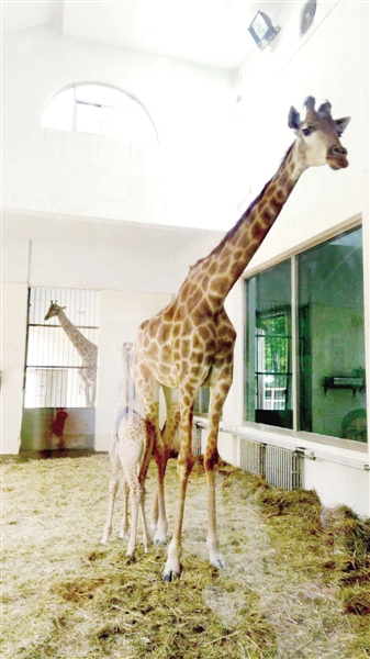 【旅遊資訊-文字列表】鄭州動物園新引進6隻白鶴 長頸鹿、赤猴喜添新丁