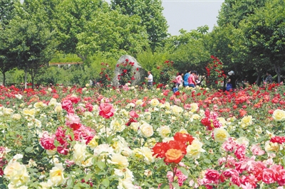 【旅遊資訊-文字列表】綠城月季花展兩園同綻  期間5000盆月季贈市民