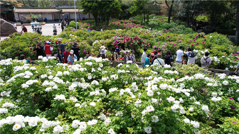 接待遊客超50萬人次 遊園賞花就來王城公園_fororder_02