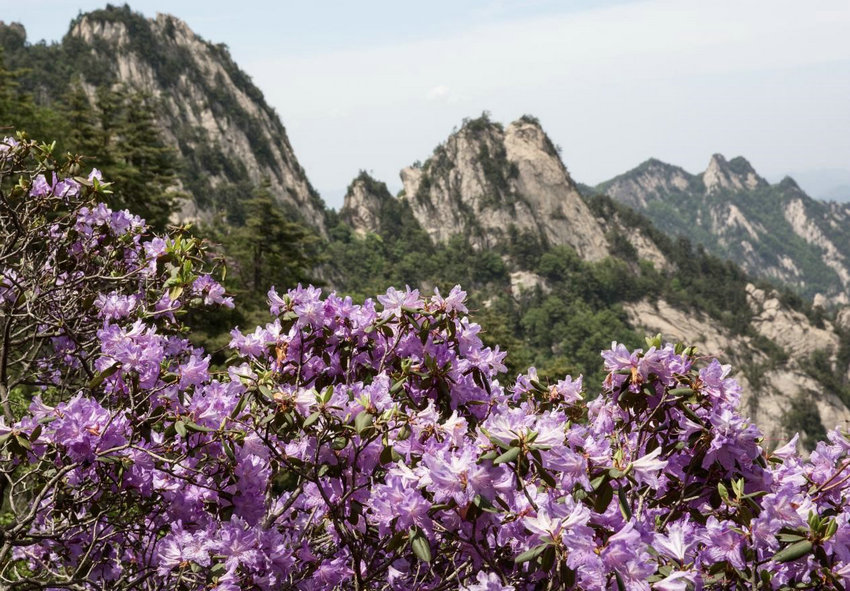 平頂山魯山：堯山杜鵑花盛開_fororder_1