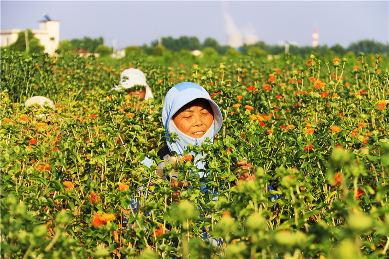 南陽市內鄉縣：紅花採摘忙_fororder_村民在採摘紅花.JPG