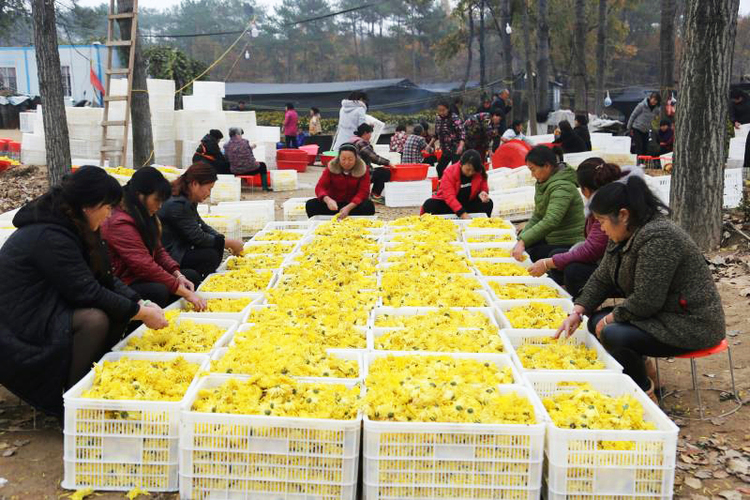 【河南供稿】南陽市南召縣石門鄉：“小菊花”成了致富“黃金花”