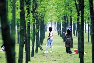 【中原名景-圖片】商丘民權林場：昔日風沙線 今日後花園