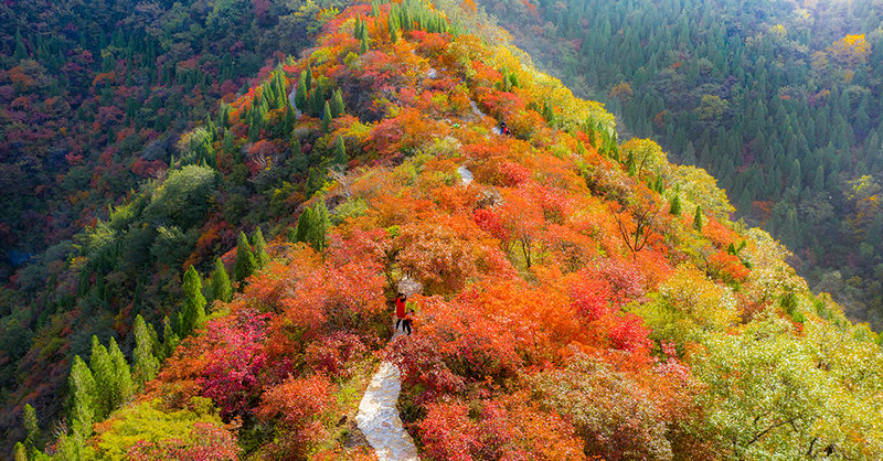 【河南供稿】鞏義市韻溝村：層林盡染 漫山紅遍（組圖）