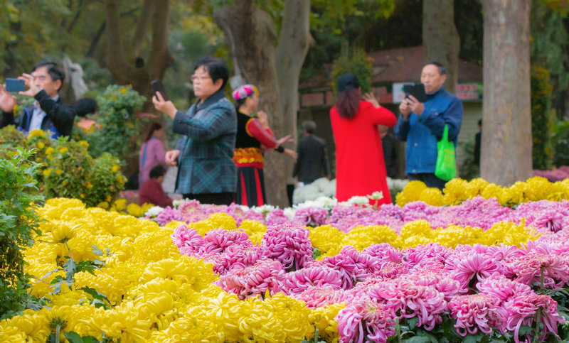 【河南供稿】鄭州人民公園邀市民金秋賞菊（組圖）