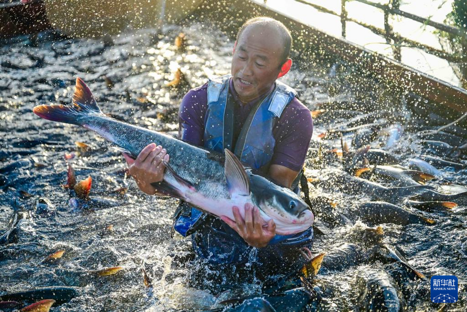 河南洛陽：魚躍人歡夏捕忙