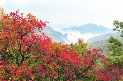 看秋日雲臺山漫山紅遍 層林盡染