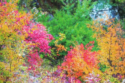 看秋日雲臺山漫山紅遍 層林盡染