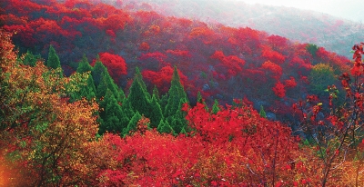 看秋日雲臺山漫山紅遍 層林盡染