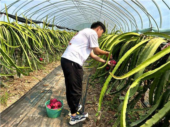 信陽市浉河區：“青”注活力 “城”就未來_fororder_王鵬剪下成熟的火龍果